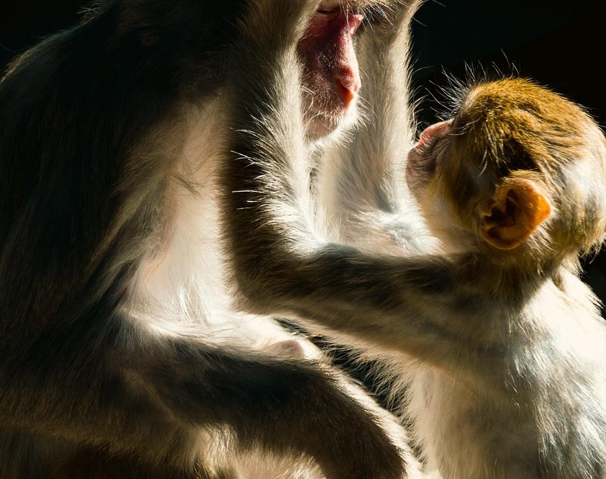 Upaya Dinas Kesehatan dalam Meningkatkan Kesadaran Penerbitan BPJS