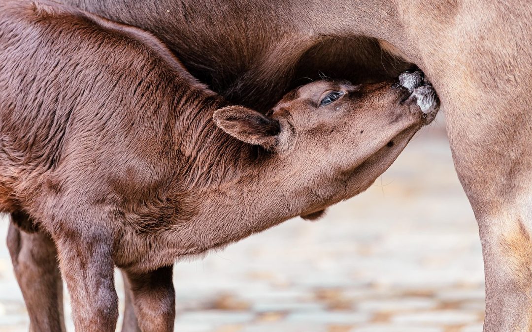 Pendaftaran Sanitasi: Meningkatkan Kualitas Kesehatan di Kabupaten Kepulauan Anambas